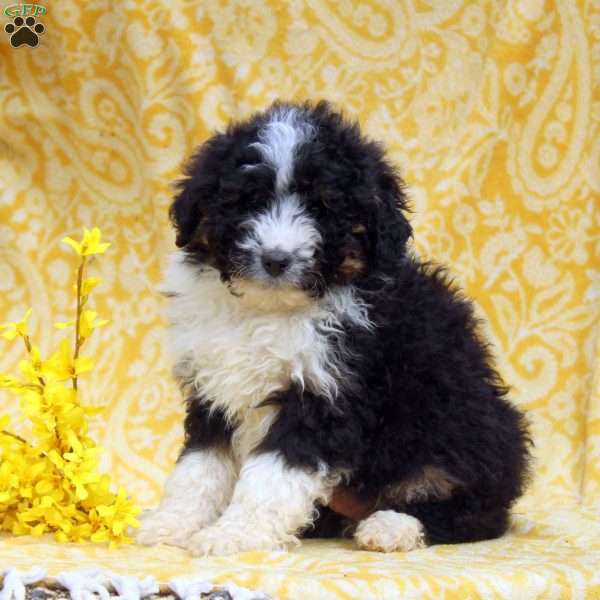 Oliver, Mini Aussiedoodle Puppy