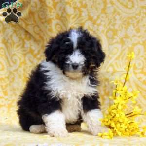 Oliver, Mini Aussiedoodle Puppy