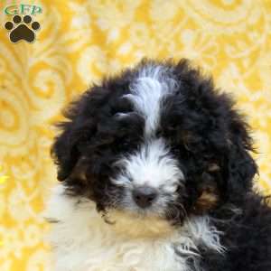 Oliver, Mini Aussiedoodle Puppy