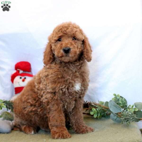 Oliver, Mini Goldendoodle Puppy