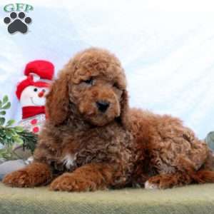 Oliver, Mini Goldendoodle Puppy