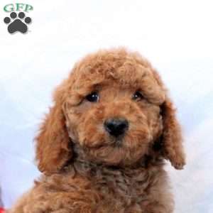 Oliver, Mini Goldendoodle Puppy