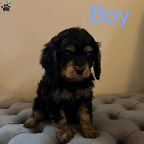 Oliver, Cavapoo Puppy