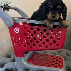 Oliver, Cavapoo Puppy