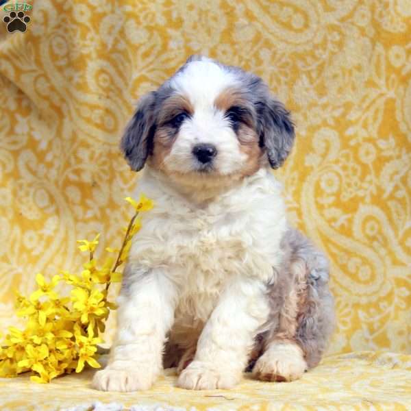 Olivia, Mini Aussiedoodle Puppy