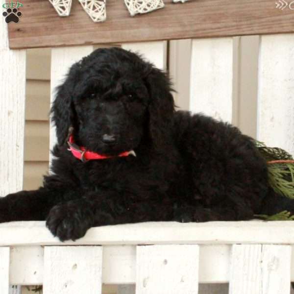 Olivia, Goldendoodle Puppy