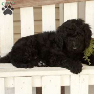 Olivia, Goldendoodle Puppy