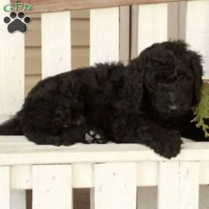 Olivia, Goldendoodle Puppy