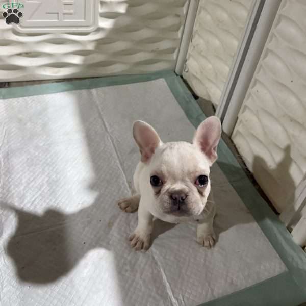 Olivia, French Bulldog Puppy