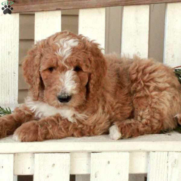 Ollie, Goldendoodle Puppy