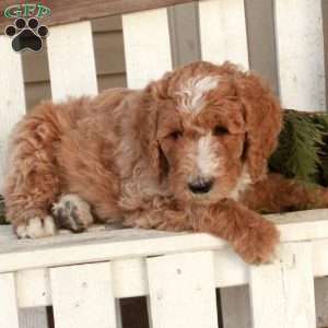 Ollie, Goldendoodle Puppy