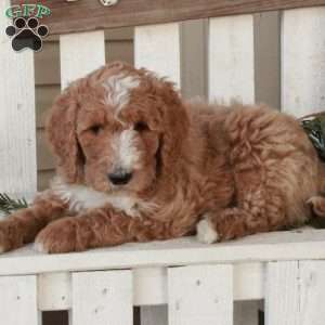 Ollie, Goldendoodle Puppy