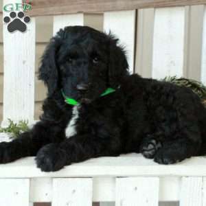 Onyx, Goldendoodle Puppy