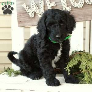 Onyx, Goldendoodle Puppy