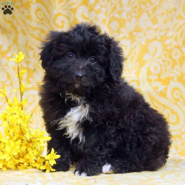 Opal, Mini Aussiedoodle Puppy