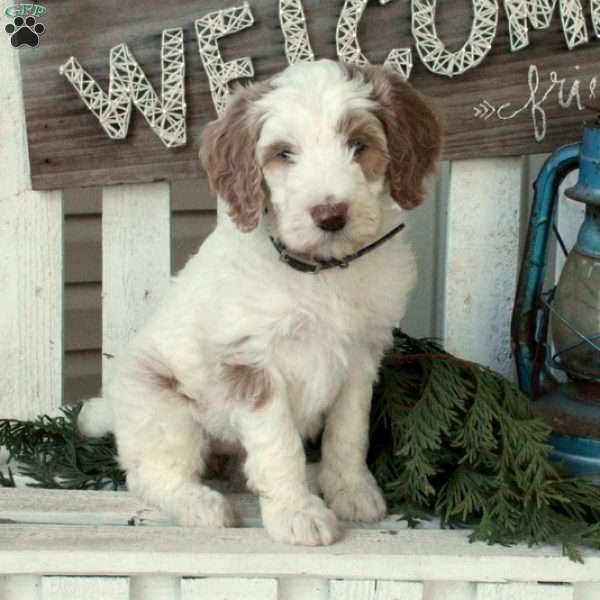 Opal, Goldendoodle Puppy