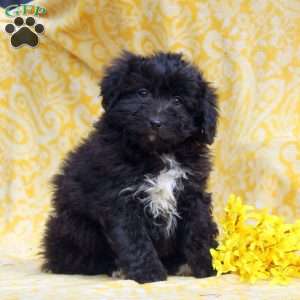 Opal, Mini Aussiedoodle Puppy