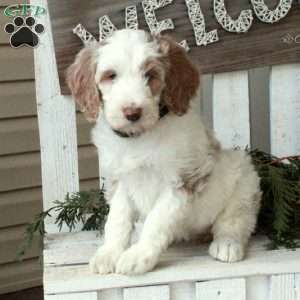 Opal, Goldendoodle Puppy