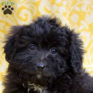 Opal, Mini Aussiedoodle Puppy