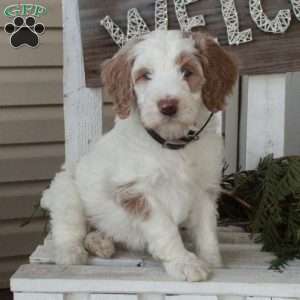 Opal, Goldendoodle Puppy