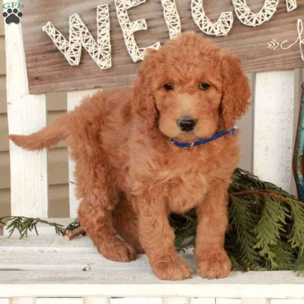 Ophelia, Goldendoodle Puppy