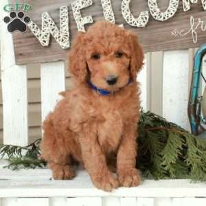 Ophelia, Goldendoodle Puppy