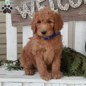 Ophelia, Goldendoodle Puppy