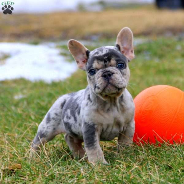 Oreo, French Bulldog Puppy