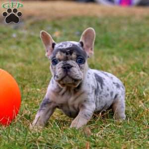 Oreo, French Bulldog Puppy