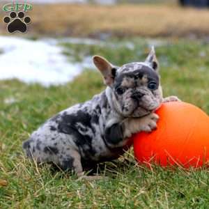 Oreo, French Bulldog Puppy