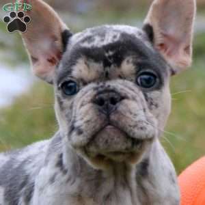 Oreo, French Bulldog Puppy