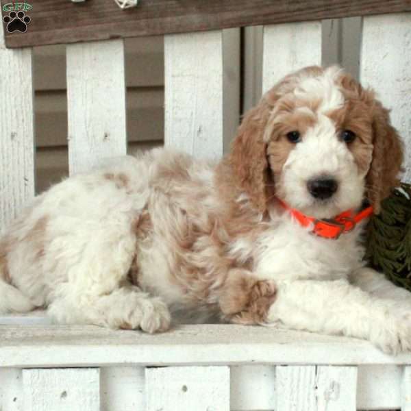 Oscar, Goldendoodle Puppy