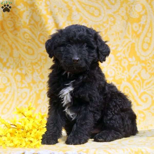 Oscar, Mini Aussiedoodle Puppy