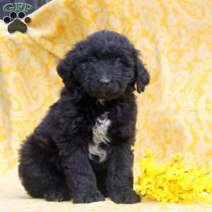 Oscar, Mini Aussiedoodle Puppy