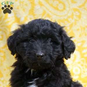 Oscar, Mini Aussiedoodle Puppy