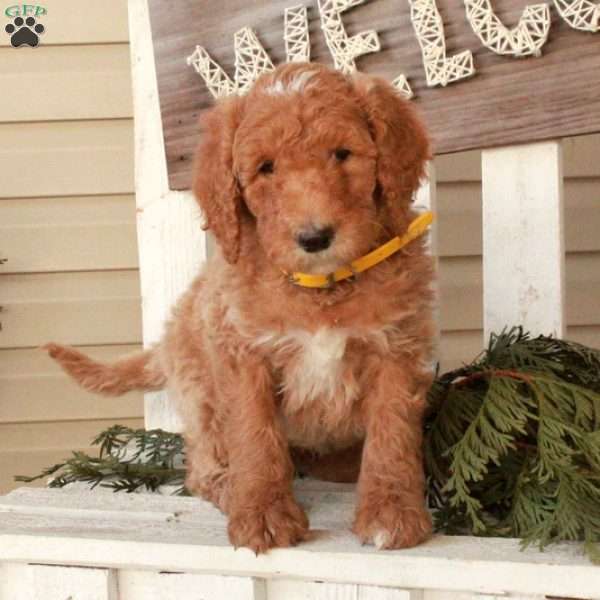 Otis, Goldendoodle Puppy