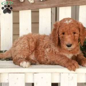 Otis, Goldendoodle Puppy