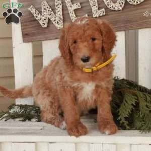 Otis, Goldendoodle Puppy