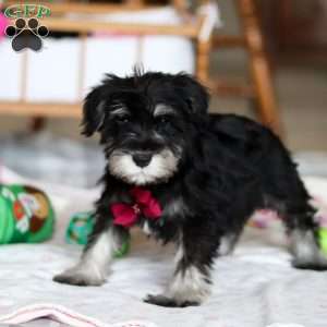 Otto, Miniature Schnauzer Puppy