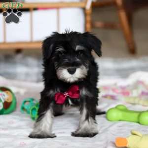 Otto, Miniature Schnauzer Puppy