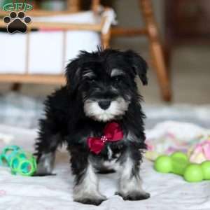 Otto, Miniature Schnauzer Puppy