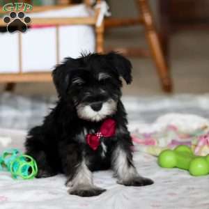 Otto, Miniature Schnauzer Puppy