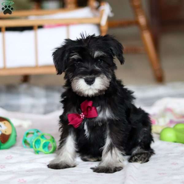 Otto, Miniature Schnauzer Puppy