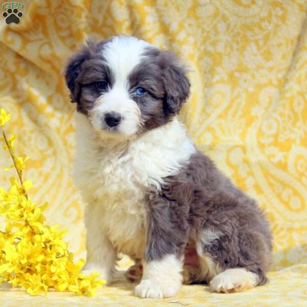 Owen, Mini Aussiedoodle Puppy