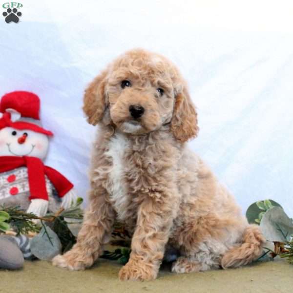 Owen, Mini Goldendoodle Puppy