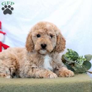 Owen, Mini Goldendoodle Puppy