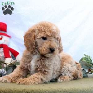 Owen, Mini Goldendoodle Puppy