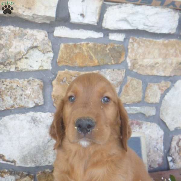 Yoel, Golden Irish Puppy