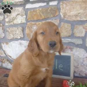 Yoel, Golden Irish Puppy