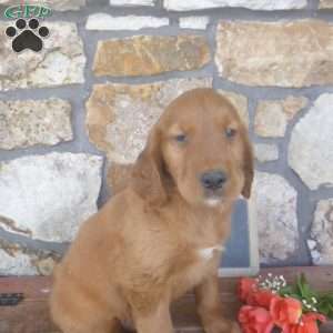 Yoel, Golden Irish Puppy